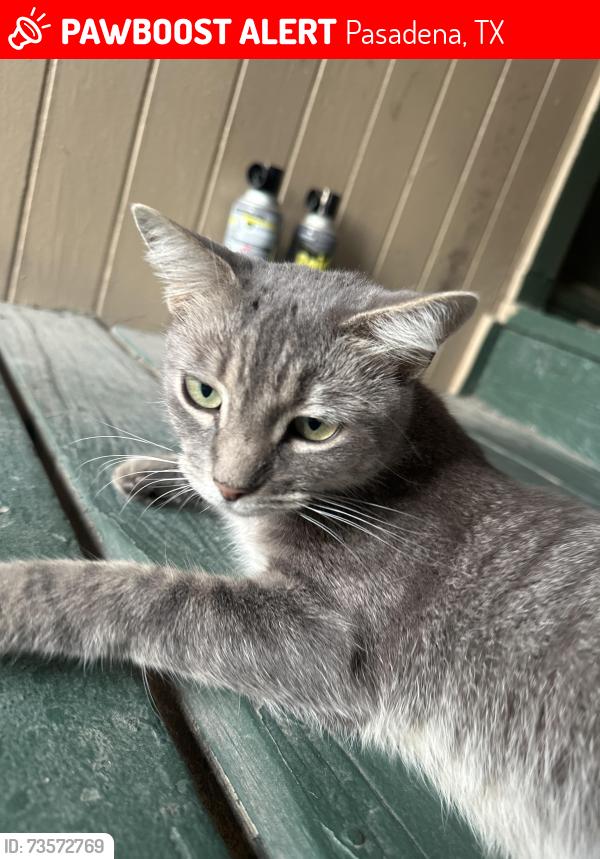 Lost Unknown Cat last seen Near, Pasadena, TX 77503