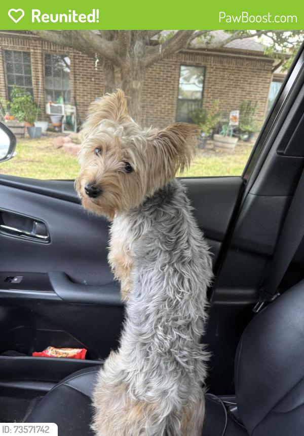 Reunited Male Dog last seen At Miller Rd and Chiesa in Rockwall, Rowlett, TX 75088