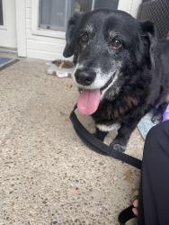 Found/Stray Male Dog last seen Preston ridge trail between Parker and Emerson, Plano, TX 75093