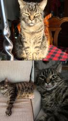 Lost Male Cat last seen Huron street off of Perth, London, ON N5V 2M5