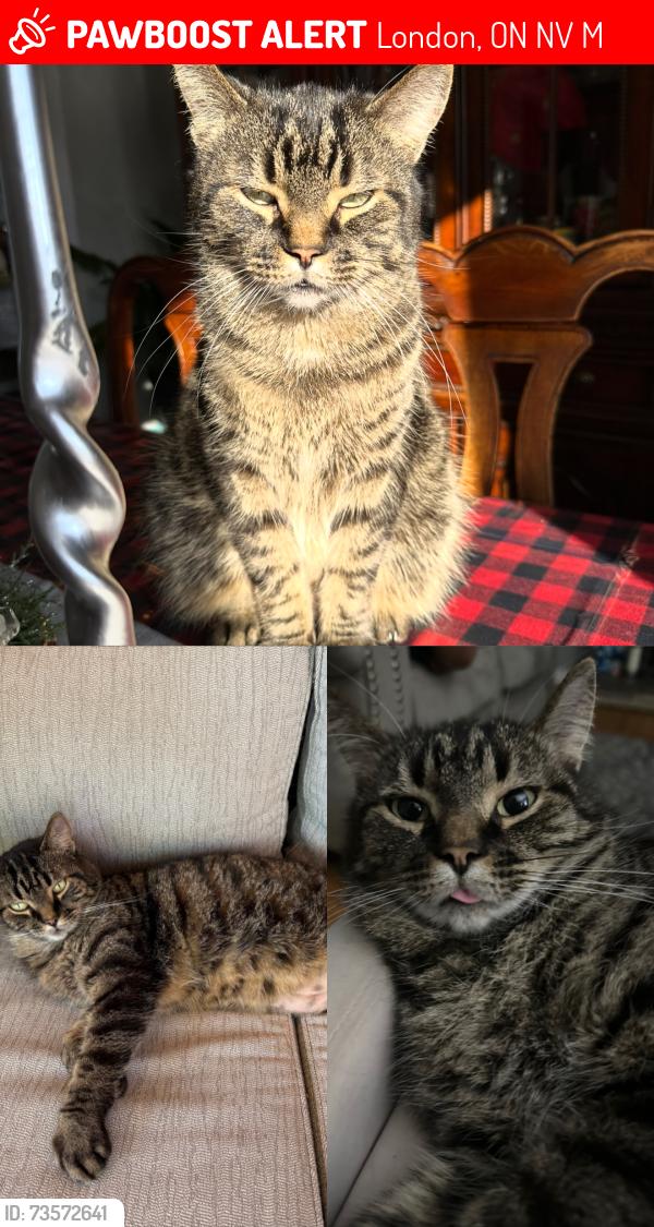 Lost Male Cat last seen Huron street off of Perth, London, ON N5V 2M5