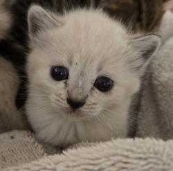Shelter Stray Female Cat last seen N Harrison Ave & W San Jose Ave, Fresno Zone Fresno CO 2 93711, CA, 1510 W Dan Ronquillo Dr, Fresno, CA 93706, USA