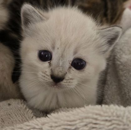 Shelter Stray Female Cat last seen N Harrison Ave & W San Jose Ave, Fresno Zone Fresno CO 2 93711, CA, 1510 W Dan Ronquillo Dr, Fresno, CA 93706, USA