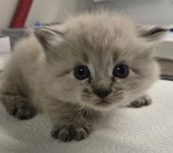 Shelter Stray Male Cat last seen N Harrison Ave & W San Jose Ave, Fresno Zone Fresno CO 2 93711, CA, 1510 W Dan Ronquillo Dr, Fresno, CA 93706, USA