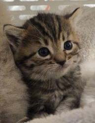 Shelter Stray Male Cat last seen N Harrison Ave & W San Jose Ave, Fresno Zone Fresno CO 2 93711, CA, 1510 W Dan Ronquillo Dr, Fresno, CA 93706, USA
