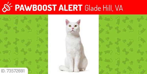 Lost Female Cat last seen Near Byrds Mill Rd, Glade Hill, VA, Glade Hill, VA 24092