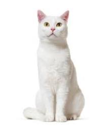 Lost Female Cat last seen Near Byrds Mill Rd, Glade Hill, VA, Glade Hill, VA 24092
