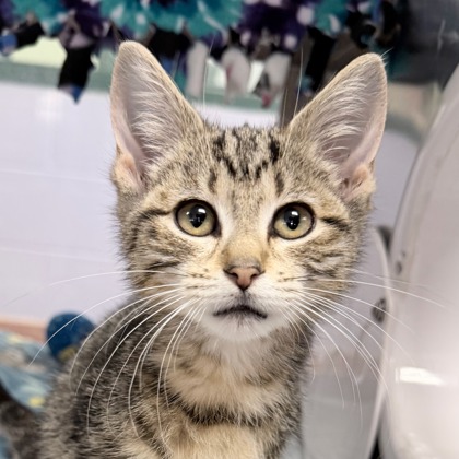 Shelter Stray Female Cat last seen Far View Road, Mazomanie, Town of, WI, 5132 Voges Rd, Madison, WI 53718, USA