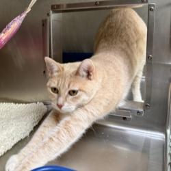 Shelter Stray Female Cat last seen Near International Ave, Oakland, CA, 1101 29th Ave, Oakland, CA 94601, USA