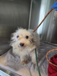 Shelter Stray Male Dog last seen Near wilson pl / harold st, Oakland, CA, 1101 29th Ave, Oakland, CA 94601, USA