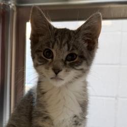 Shelter Stray Female Cat last seen Far View Road, Mazomanie, Town of, WI, 5132 Voges Rd, Madison, WI 53718, USA