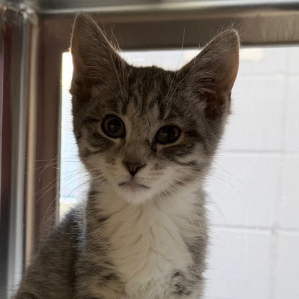Shelter Stray Female Cat last seen Far View Road, Mazomanie, Town of, WI, 5132 Voges Rd, Madison, WI 53718, USA