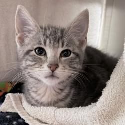 Shelter Stray Female Cat last seen Far View Road, Mazomanie, Town of, WI, 5132 Voges Rd, Madison, WI 53718, USA