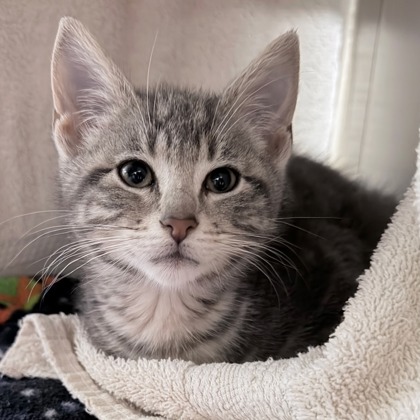 Shelter Stray Female Cat last seen Far View Road, Mazomanie, Town of, WI, 5132 Voges Rd, Madison, WI 53718, USA
