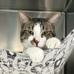 Shelter Stray Male Cat last seen Near International Ave, Oakland, CA, 1101 29th Ave, Oakland, CA 94601, USA