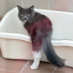 Shelter Stray Female Cat last seen Royster Oaks Drive, Madison 15, City of, WI, 5132 Voges Rd, Madison, WI 53718, USA
