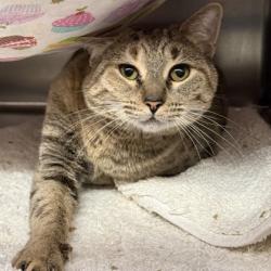 Shelter Stray Female Cat last seen Near International Ave, Oakland, CA, 1101 29th Ave, Oakland, CA 94601, USA
