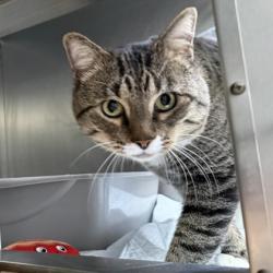 Shelter Stray Male Cat last seen Near International Ave, Oakland, CA, 1101 29th Ave, Oakland, CA 94601, USA