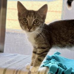 Shelter Stray Female Cat last seen S Rosa road, Madison 11, City of, WI, 5132 Voges Rd, Madison, WI 53718, USA