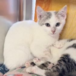 Shelter Stray Female Cat last seen Heather Court, Mt. Horeb, Village of, WI, 5132 Voges Rd, Madison, WI 53718, USA