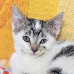 Shelter Stray Male Cat last seen Heather Court, Mt. Horeb, Village of, WI, 5132 Voges Rd, Madison, WI 53718, USA