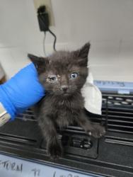 Shelter Stray Female Cat last seen Near E17th St, Oakland, CA, 1101 29th Ave, Oakland, CA 94601, USA