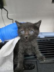 Shelter Stray Male Cat last seen Near E17th St, Oakland, CA, 1101 29th Ave, Oakland, CA 94601, USA