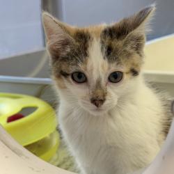 Shelter Stray Female Cat last seen Heather Court, Mt. Horeb, Village of, WI, 5132 Voges Rd, Madison, WI 53718, USA