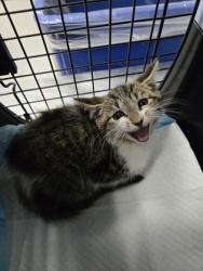 Shelter Stray Female Cat last seen Near 107th ave, Oakland, CA, 1101 29th Ave, Oakland, CA 94601, USA
