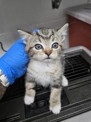 Shelter Stray Female Cat last seen , , CA, 1101 29th Ave, Oakland, CA 94601, USA