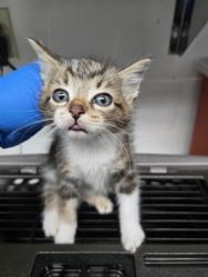 Shelter Stray Male Cat last seen , , CA, 1101 29th Ave, Oakland, CA 94601, USA
