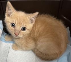 Shelter Stray Male Cat last seen Near 86th AVe, Oakland, CA, 1101 29th Ave, Oakland, CA 94601, USA