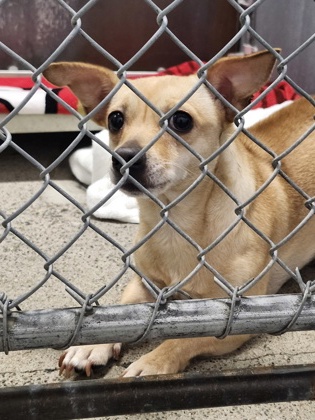 Shelter Stray Female Dog last seen Taylor Rd & I 80 FWY, Roseville City, CA, 200 Tahoe Ave, Roseville, CA 95678, USA
