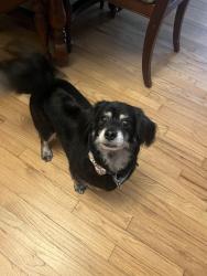 Lost Male Dog last seen Mallory road and Dwight avenue, Spring Valley, NY 10977
