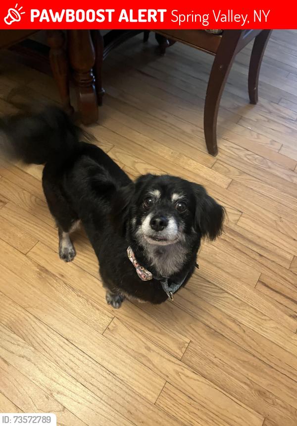 Lost Male Dog last seen Mallory road and Dwight avenue, Spring Valley, NY 10977