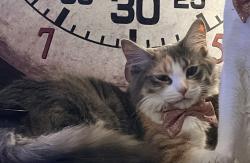 Reunited Female Cat last seen Adelaide and Piccadilly street, London, ON N5Y 3G8