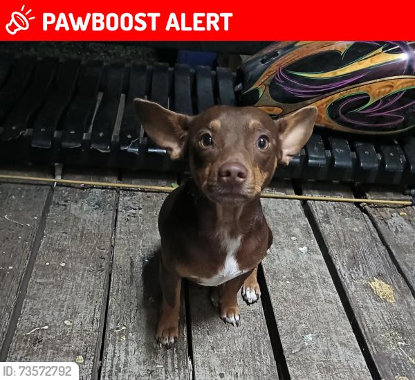 Lost Male Dog last seen Redbud / FM1485, Montgomery County, TX 77357