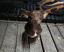 Lost Male Dog last seen Redbud / FM1485, Montgomery County, TX 77357