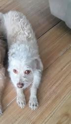 Lost Male Dog last seen S Denley Dr Dallas Tx 75216, Dallas, TX 75216