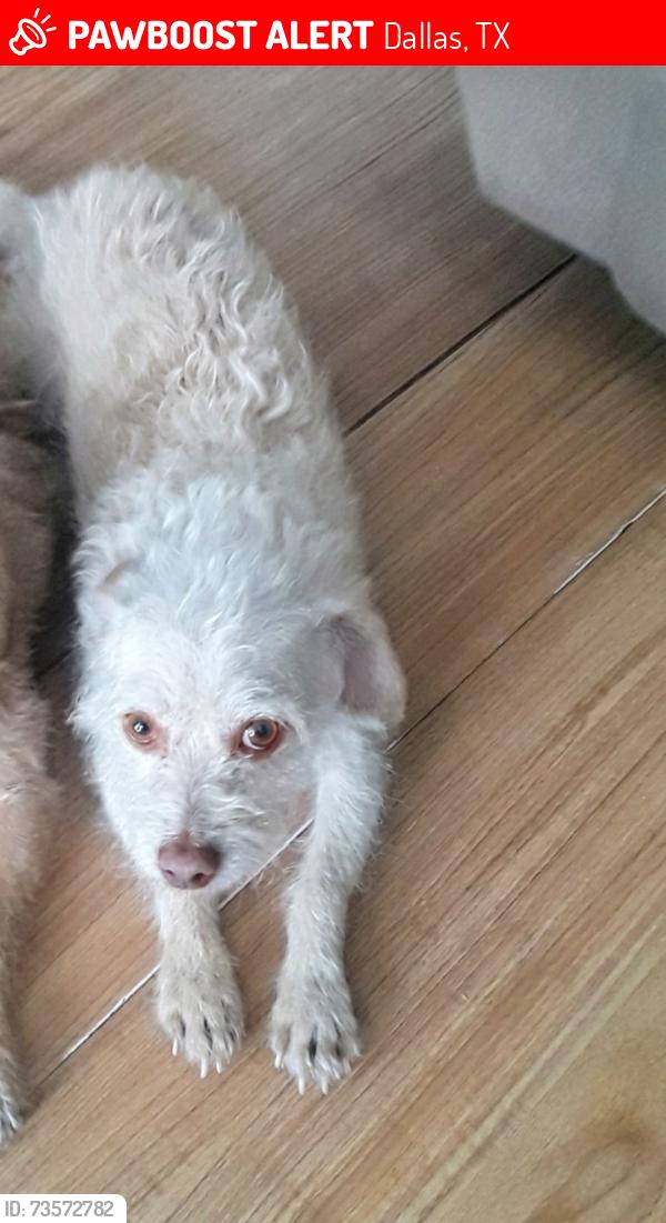 Lost Male Dog last seen S Denley Dr Dallas Tx 75216, Dallas, TX 75216