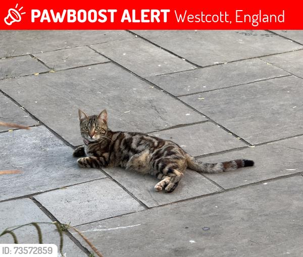 Lost Female Cat last seen Between Westcott and Ranmore Common, Westcott, England 
