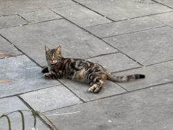 Lost Female Cat last seen Between Westcott and Ranmore Common, Westcott, England 