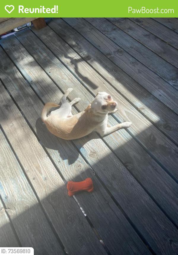 Reunited Male Dog last seen Near Northfield Dr apt c, Sacramento, CA 95833