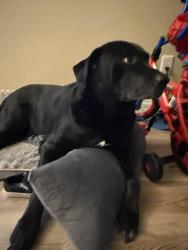 Lost Male Dog last seen Clubside Dr, Corinth, Tx, Usa, Corinth, TX 76210