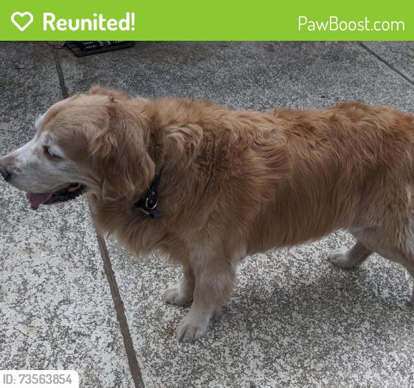 Reunited Female Dog last seen caraway elementary School, Austin, TX 78759