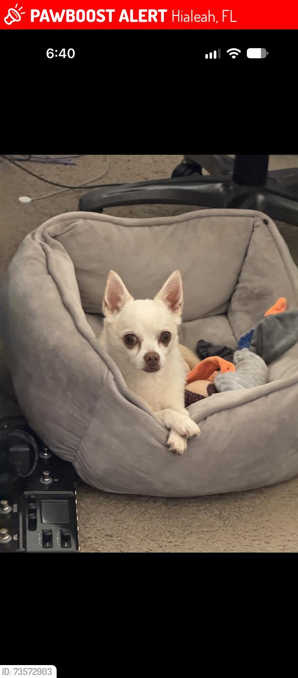 Lost Male Dog last seen immaculate conception catholic church, Hialeah, FL 33012