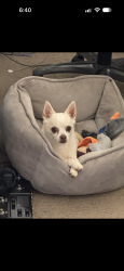 Lost Male Dog last seen immaculate conception catholic church, Hialeah, FL 33012