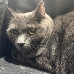 Shelter Stray Female Cat last seen , 3607 N Armenia Ave, Tampa, FL 33607, USA