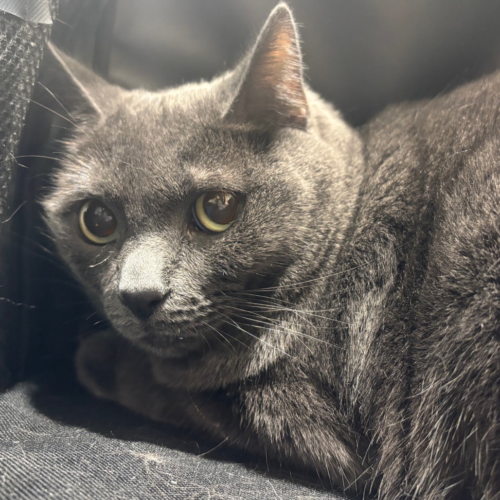 Shelter Stray Female Cat last seen , 3607 N Armenia Ave, Tampa, FL 33607, USA