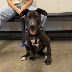 Shelter Stray Male Dog last seen , 3607 N Armenia Ave, Tampa, FL 33607, USA